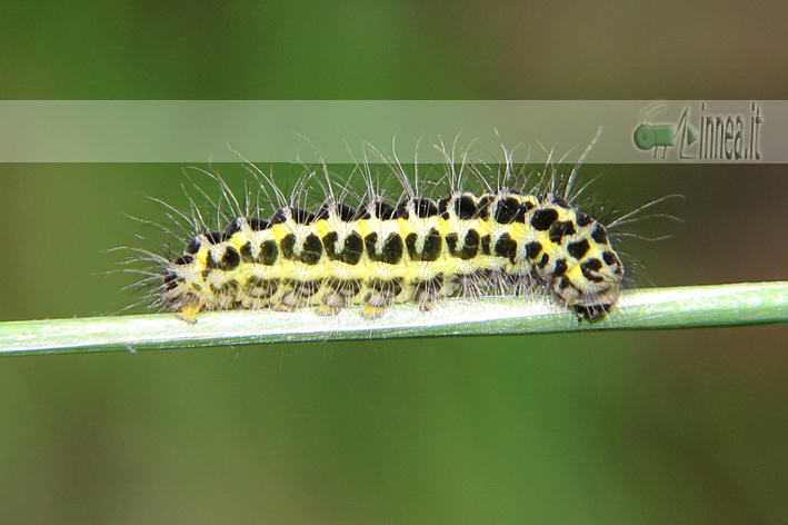 Zygaena lonicerae